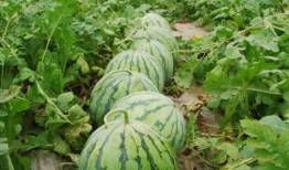 吃瓜真实爆料 网红大瓜在哪找,大瓜爆料，尽在吃瓜真实爆料